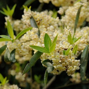 Litsea flowers Nature To Nurture - Aromatherapy In Hemel & St Albans