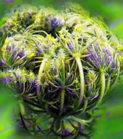 The beautiful & intricate flowers of the Wild Carrot 'Queen Anne's Lace', about to unfurl
