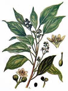 Ravensara aromatica - botanical drawing