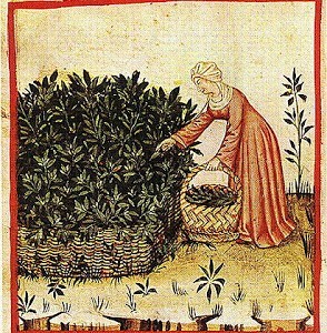 Gathering Herbs - from a Medieval Herbal