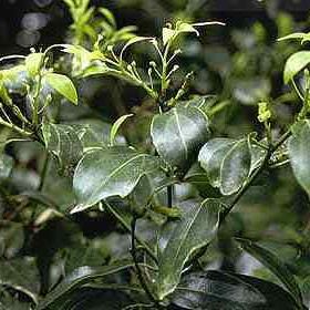 Ravensara aromatica - in flower