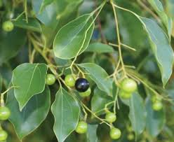 Ravensara aromatica - in fruit