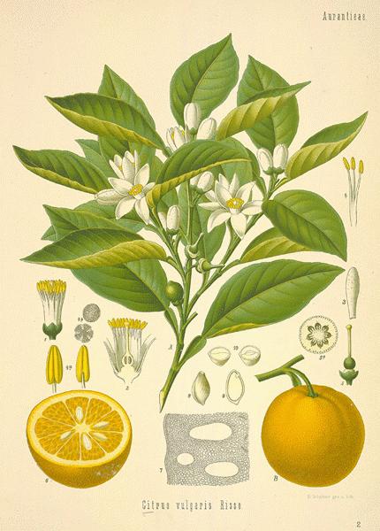 Citrus aurantium var. amara (fol) - botanical drawing