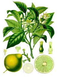 Botanical Drawing of the Bergamot Orange (Citrus bergamia) which can be used as a calmative to soothe anxiety & promote sleep