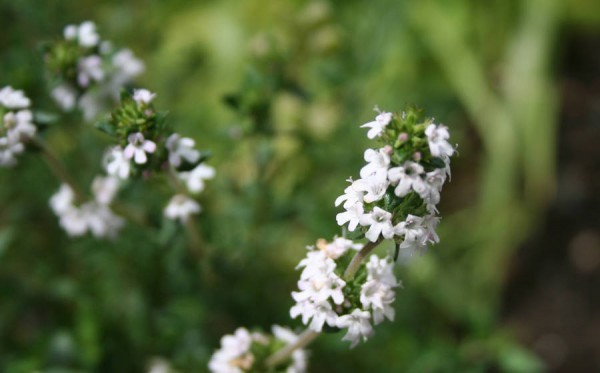 Thyme linalool essential oil is distilled from the leaves & flowering tops of the plant