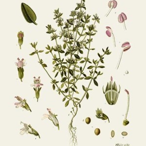 Botanical drawing of Thymus vulgaris ct. linaloo