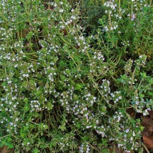 Thyme Flowers-Nature To Nurture Aromatherapy & Massage in Hemel & St Albans