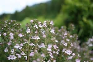Having its origins in temperate Europe, Asia and North Africa, Thyme linalool is usually naturally found at a low altitude & close to the coastline & Mediterranean sea