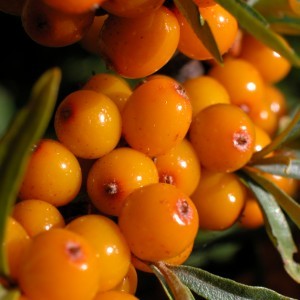 Seabuckthorn oil is obtained from the berries of the fruit & has a rich orange colour to match