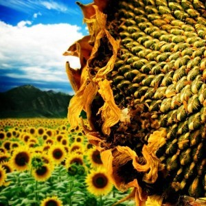 Sunflower Seed oil is full of highly beneficial properties, vitamins, minerals & EFA's