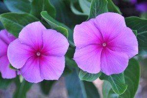 As well as being beautiful, extracts from the Madagascar Periwinkle (Catharanthus roseus) are used to treat childhood Leukaemia