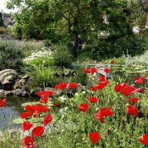 Poppies-Nature To Nurture Aromatherapy & Massage in Hemel, Herts & Bucks