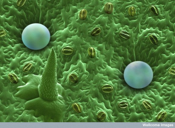 Microscopic Mint