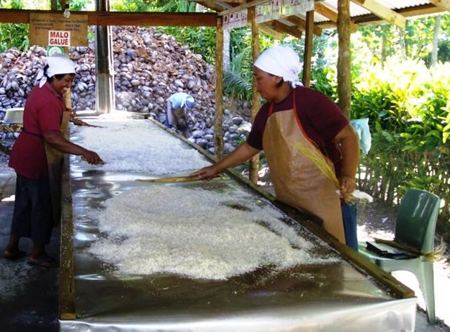 Traditional methods of cold-pressing virgin Coconut oil are providing employment opportunities for women - as shown here in Samoa