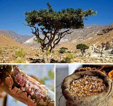 Frankincense essential oil, derived from the resin of the tree Boswellia commiphora, is especially effective at treating scars & renewing the skin from within