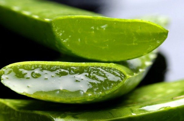 Aloe Vera is the main ingredient of the Soothing Scar Balm for its rejuvenating & healing properties for the skin
