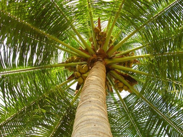 coconut-tree-Nature To Nurture Aromatherapy & Massage in Hemel, Herts & Bucks